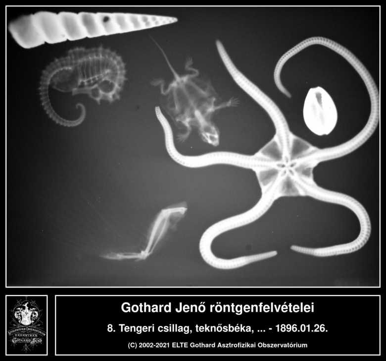 Tengeri csillag, teknősbéka, csikóhal, csigaház