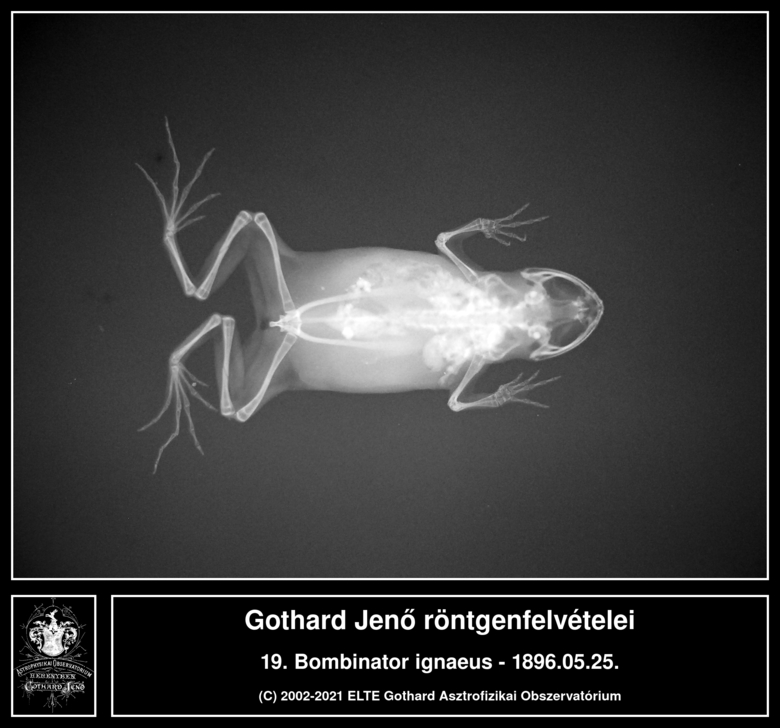 Bombinator ignaeus