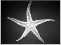 Tengeri csillag (Asterias)